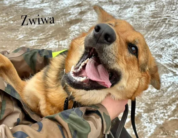 Pies do adopcji, Przyborówko, 23 lutego 2026 (2/3)