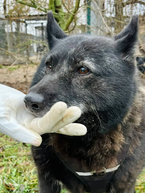 Pies do adopcji, Przyborówko, 28 grudnia 2025 (2/3)