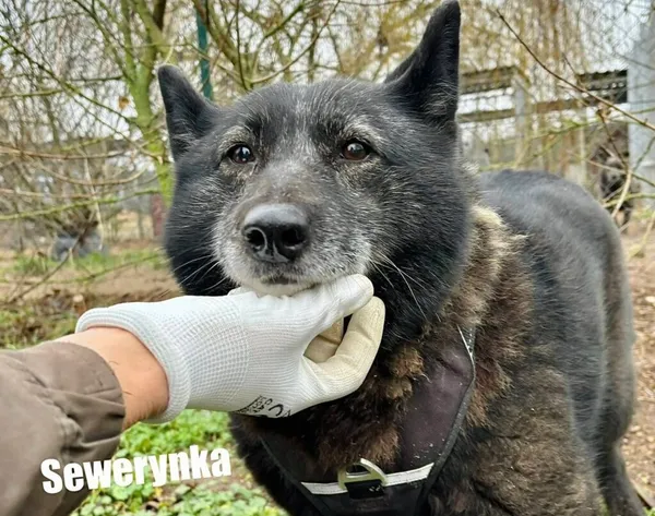 Pies do adopcji, Przyborówko, 9 czerwca 2026 (1/5)