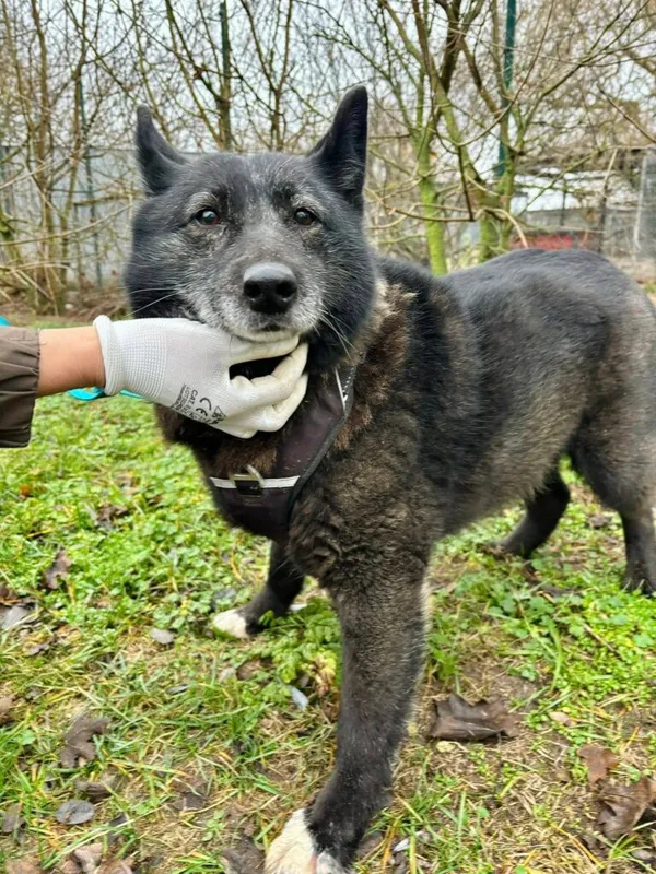 Pies do adopcji, Przyborówko, 9 czerwca 2026 (3/5)