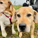 Pies do adopcji