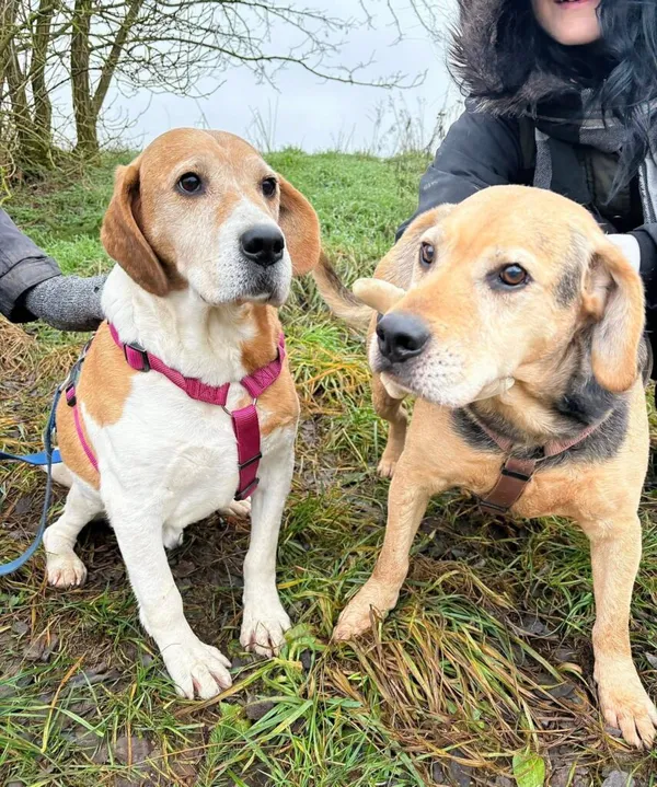 Pies do adopcji, Przyborówko, 28 grudnia 2025 (3/4)