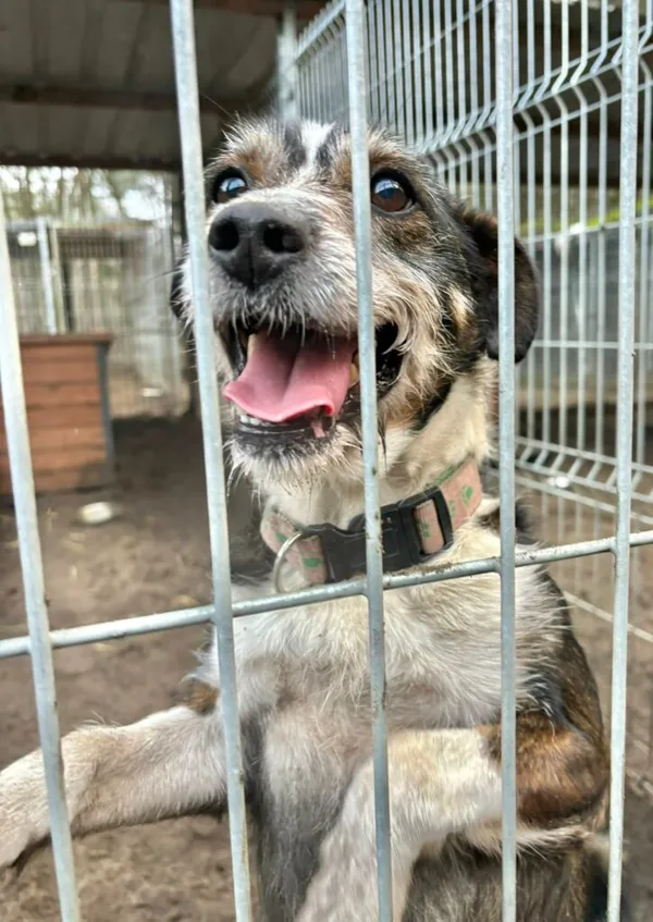 Pies do adopcji, Przyborówko, 28 grudnia 2025 (2/3)