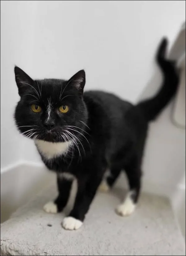 Znaleziono kota, Grudziądz, 5 listopada 2025