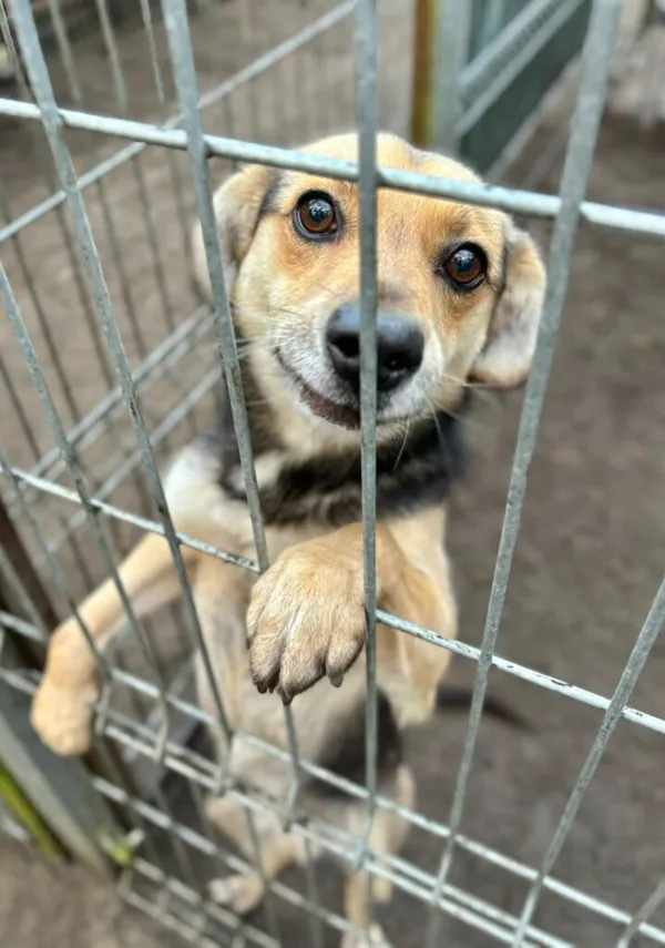 Pies do adopcji, Przyborówko, 28 grudnia 2025 (2/3)