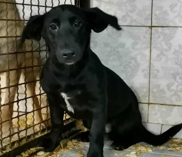 Znaleziono psa, Toruń, 28 grudnia 2025