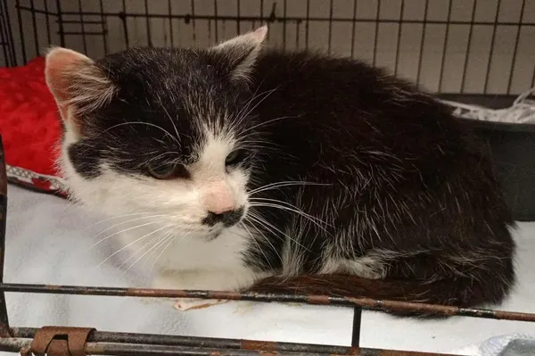 Znaleziono kota, Toruń, 27 grudnia 2025