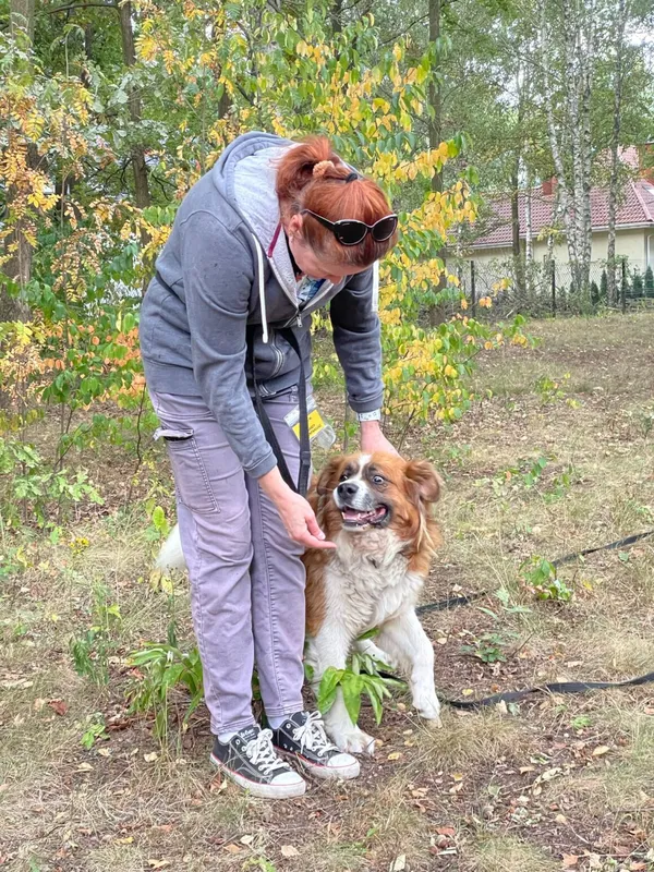 Pies do adopcji, Milanówek, 26 października 2025 (5/5)