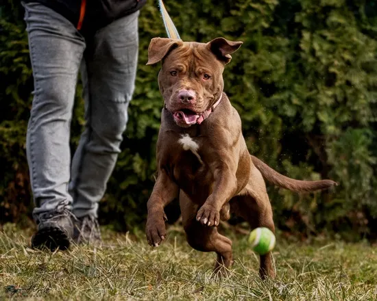 Pies do adopcji, Kraków, 13 grudnia 2025