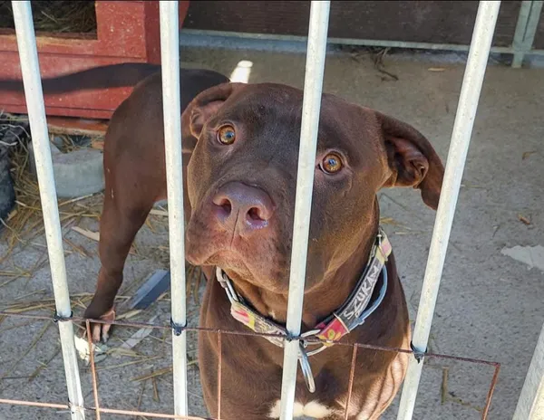 Pies do adopcji, Korabiewice, 28 grudnia 2025 (2/2)