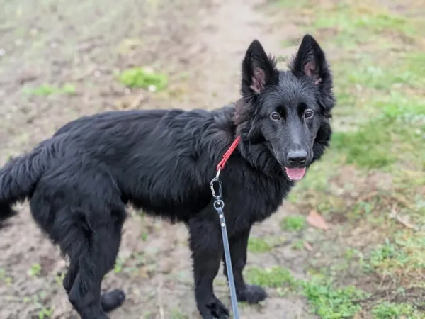 Pies do adopcji, Korabiewice, 28 grudnia 2025 (1/5)