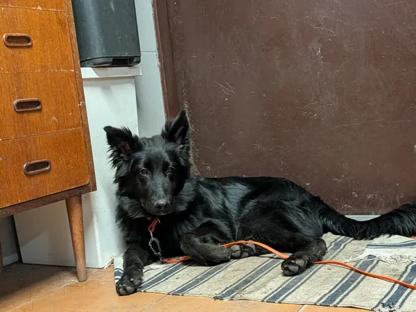 Pies do adopcji, Korabiewice, 28 grudnia 2025 (3/5)