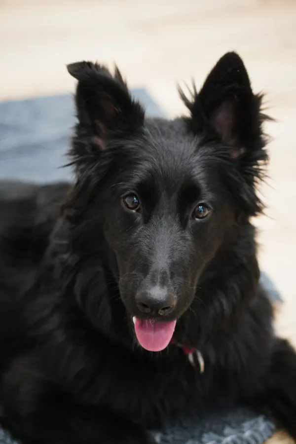 Pies do adopcji, Korabiewice, 28 grudnia 2025 (1/5)