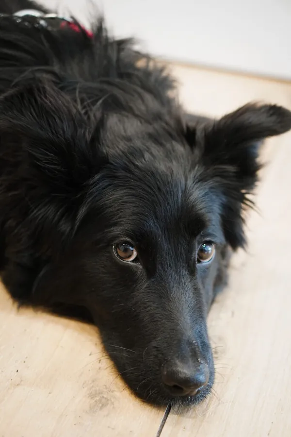 Pies do adopcji, Korabiewice, 28 grudnia 2025 (2/5)