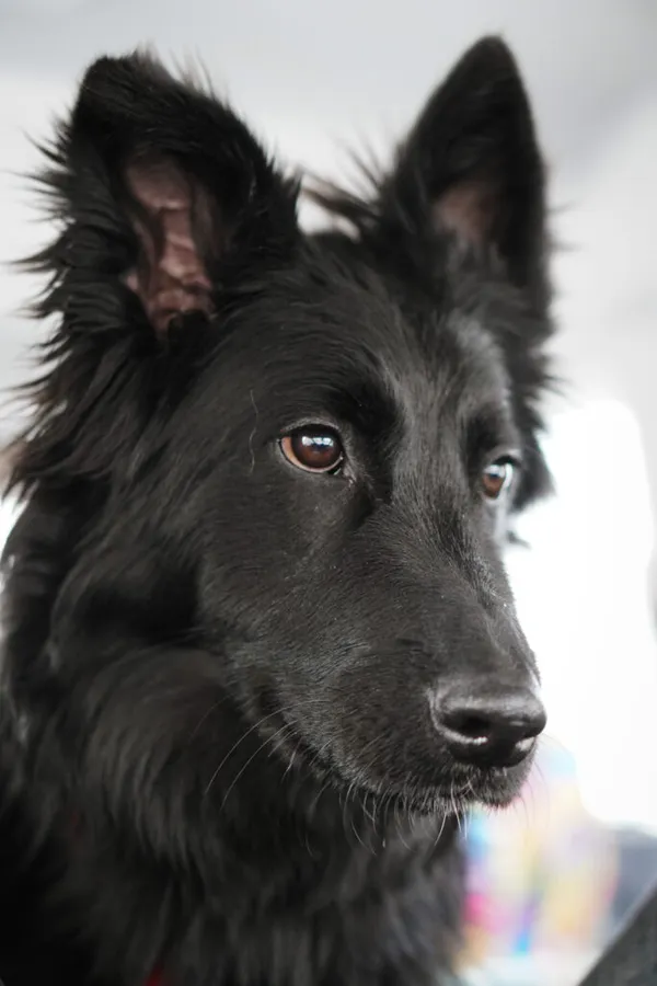 Pies do adopcji, Korabiewice, 28 grudnia 2025 (3/5)