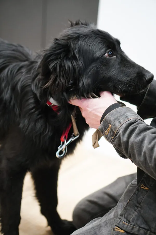 Pies do adopcji, Korabiewice, 28 grudnia 2025 (4/5)