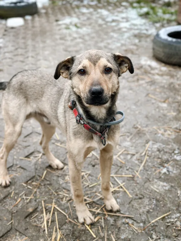 Pies do adopcji, Korabiewice, 28 grudnia 2025 (3/5)