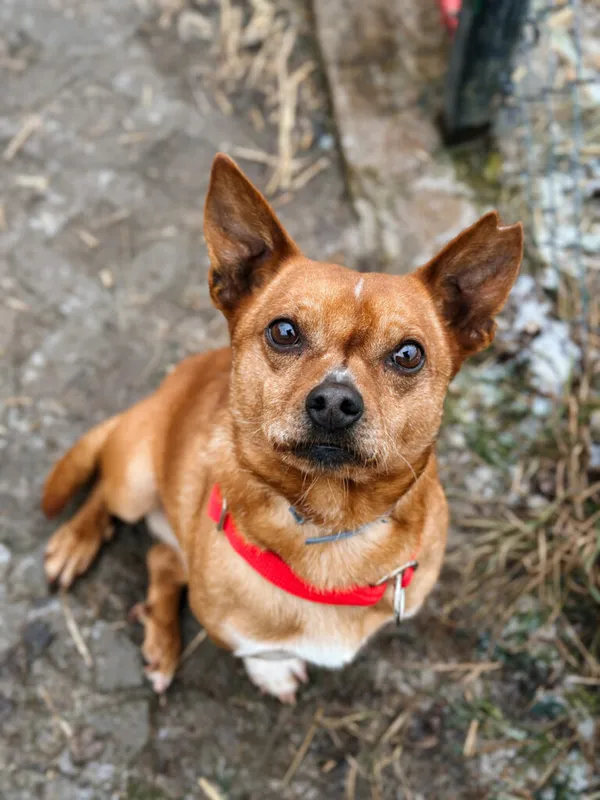 Pies do adopcji, Korabiewice, 28 grudnia 2025 (5/5)