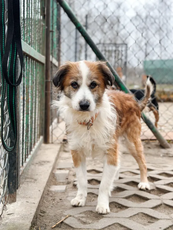 Pies do adopcji, Korabiewice, 28 grudnia 2025 (3/5)