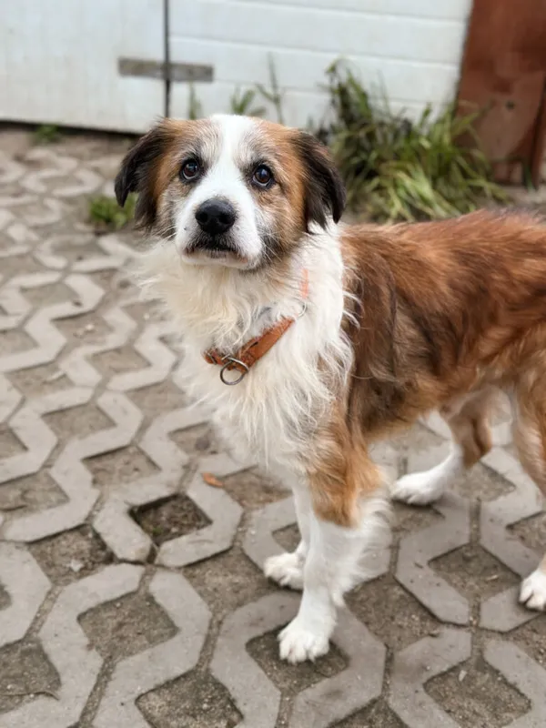 Pies do adopcji, Korabiewice, 28 grudnia 2025 (5/5)