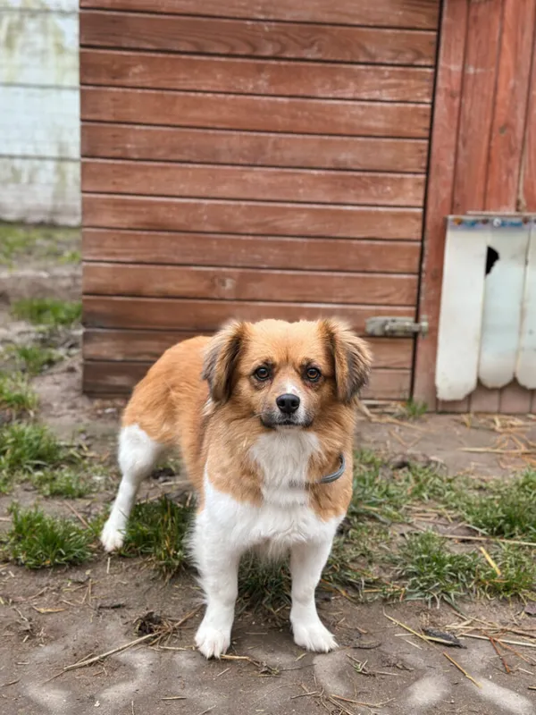 Pies do adopcji, Korabiewice, 28 grudnia 2025 (1/5)