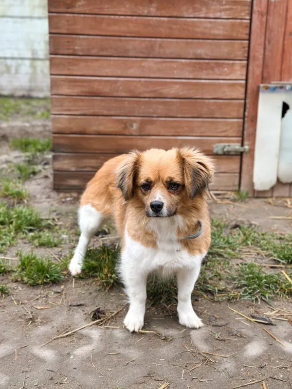 Pies do adopcji, Korabiewice, 28 grudnia 2025 (2/5)