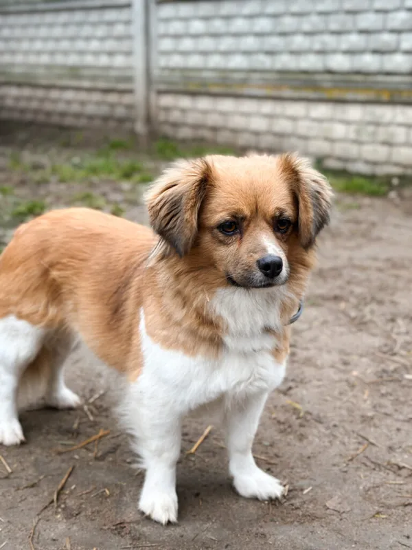 Pies do adopcji, Korabiewice, 28 grudnia 2025 (4/5)