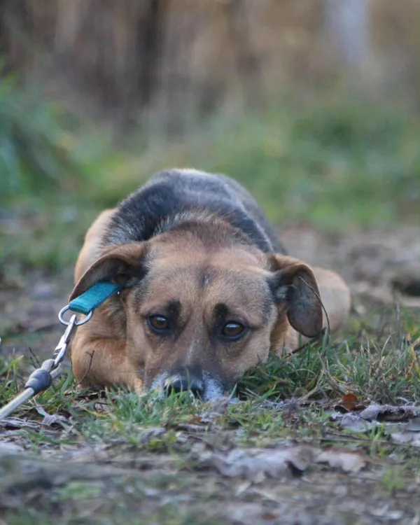 Pies do adopcji, Korabiewice, 28 grudnia 2025 (4/5)