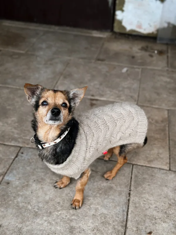 Pies do adopcji, Korabiewice, 28 grudnia 2025 (2/5)