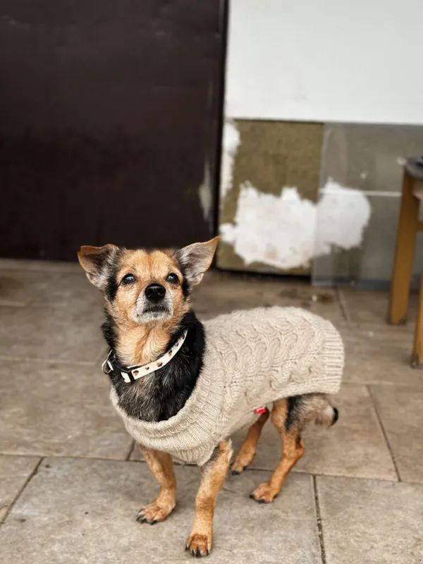 Pies do adopcji, Korabiewice, 28 grudnia 2025 (1/5)