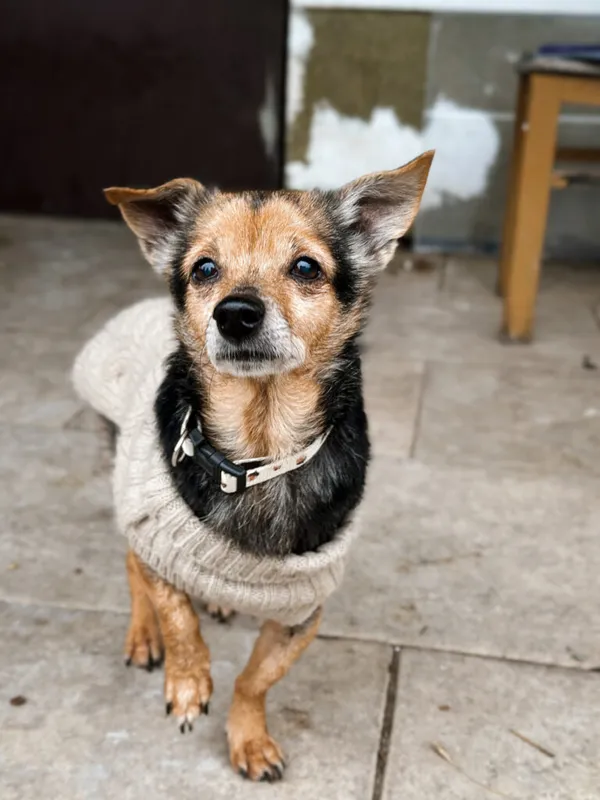 Pies do adopcji, Korabiewice, 28 grudnia 2025 (3/5)