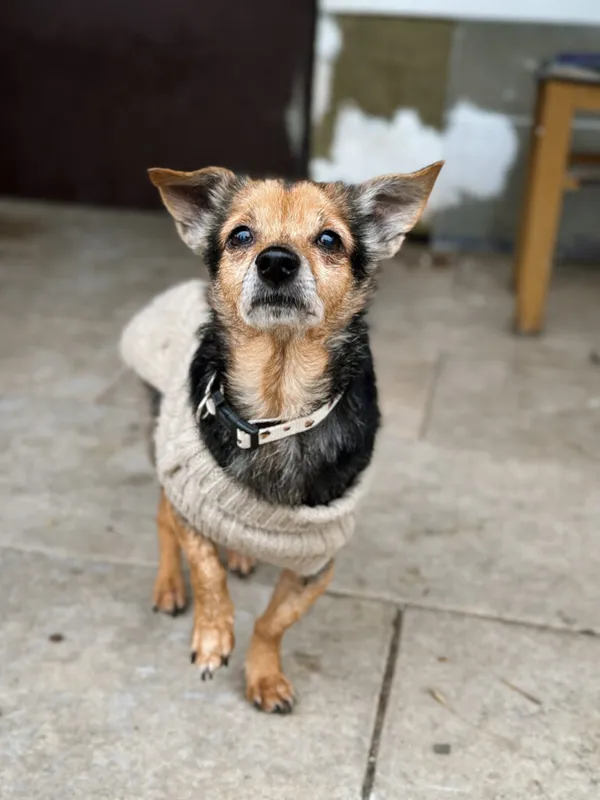 Pies do adopcji, Korabiewice, 28 grudnia 2025 (4/5)