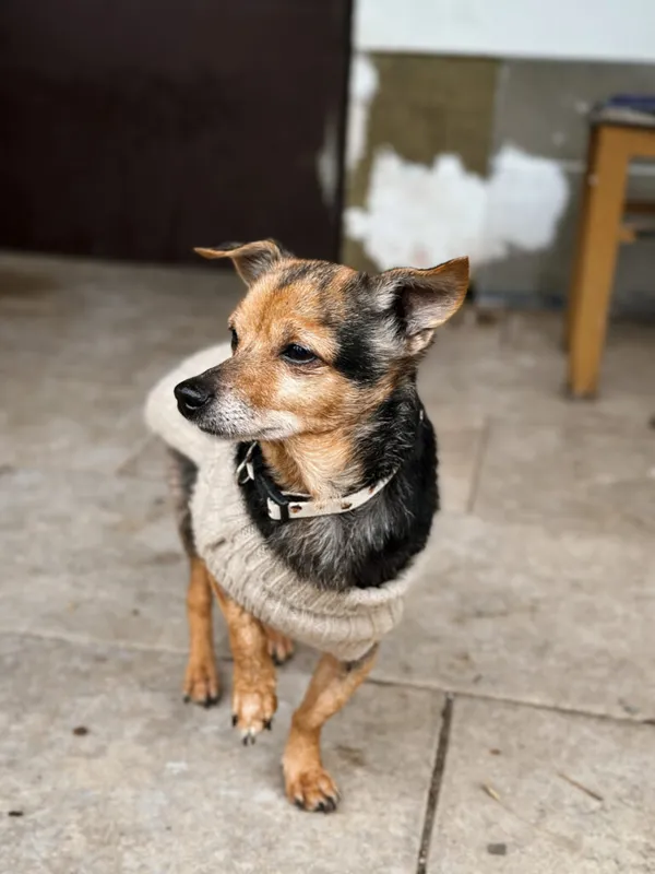 Pies do adopcji, Korabiewice, 28 grudnia 2025 (5/5)