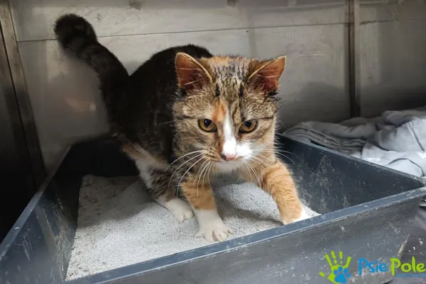 Kot do adopcji, Racławice, 23 grudnia 2025 (4/4)