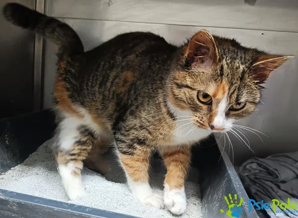 Kot do adopcji, Racławice, 23 grudnia 2025 (2/4)