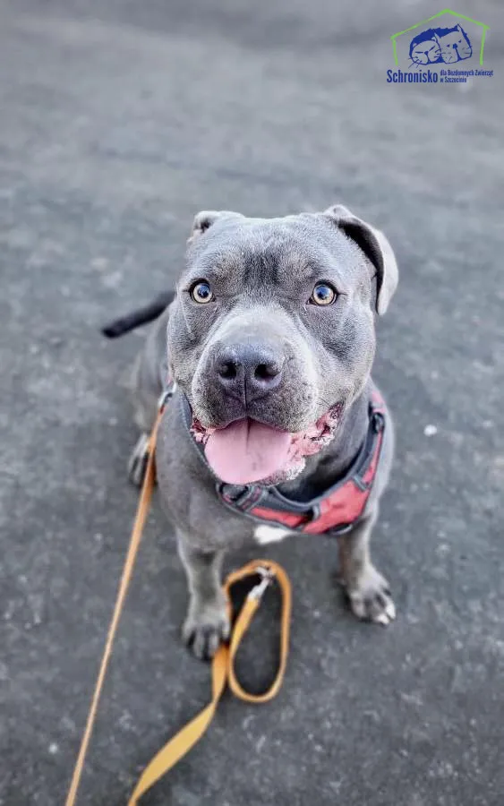 Pies do adopcji, Szczecin, 11 sierpnia 2025