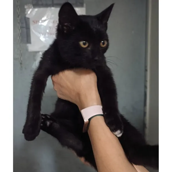 Znaleziono kota, Białystok, 14 września 2025