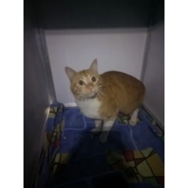 Znaleziono kota, Białystok, 22 października 2025