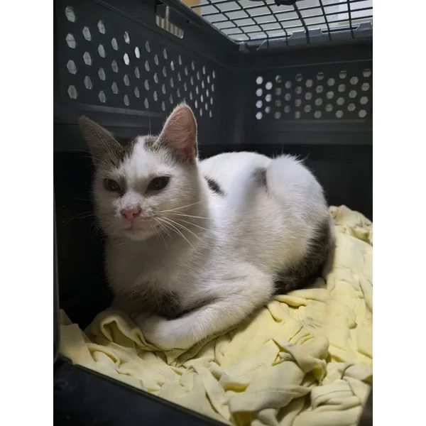 Znaleziono kota, Białystok, 27 października 2025