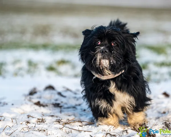 Znaleziono psa, Racławice, 28 grudnia 2025 (1/5)