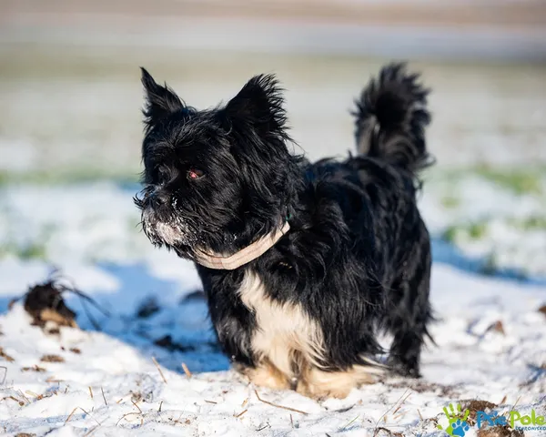 Znaleziono psa, Racławice, 28 grudnia 2025 (3/5)