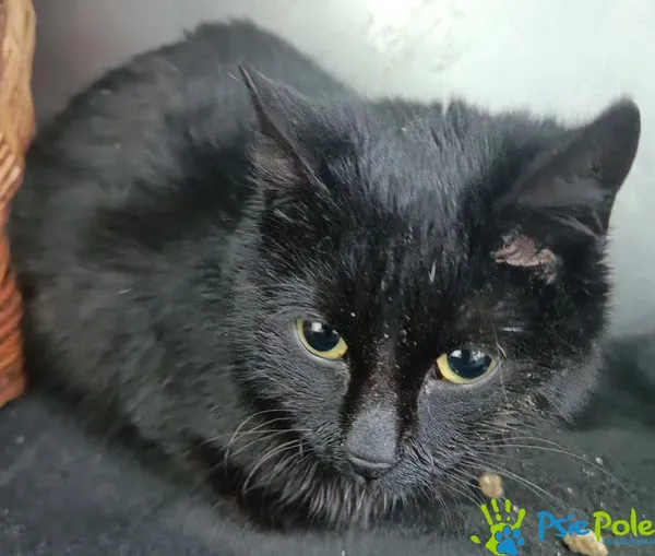 Znaleziono kota, Racławice, 26 grudnia 2025 (1/2)