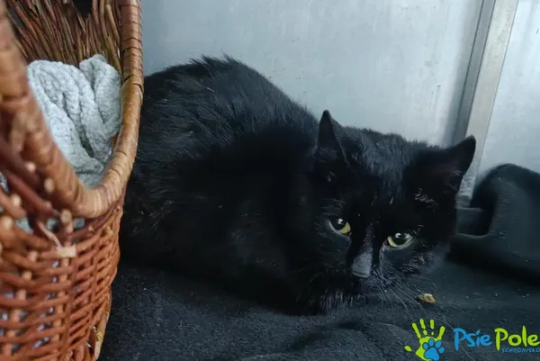 Znaleziono kota, Racławice, 26 grudnia 2025 (2/2)