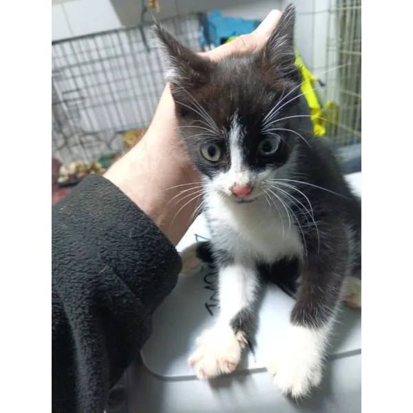 Znaleziono kota, Białystok, 19 października 2025