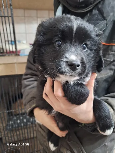 Pies do adopcji, Orzechowce, 25 grudnia 2025 (1/4)