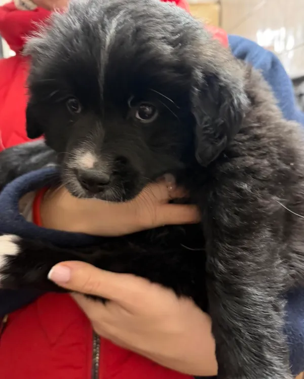 Pies do adopcji, Orzechowce, 25 grudnia 2025 (2/4)