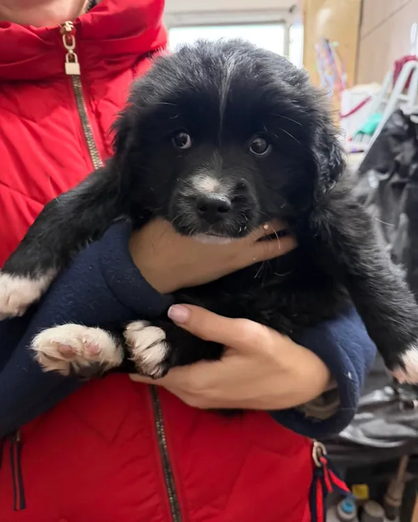 Pies do adopcji, Orzechowce, 25 grudnia 2025 (3/4)