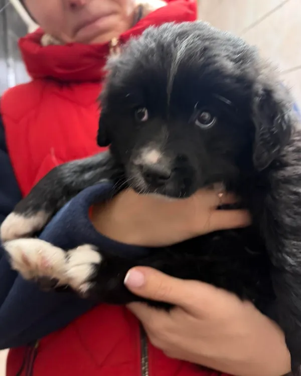 Pies do adopcji, Orzechowce, 25 grudnia 2025 (4/4)