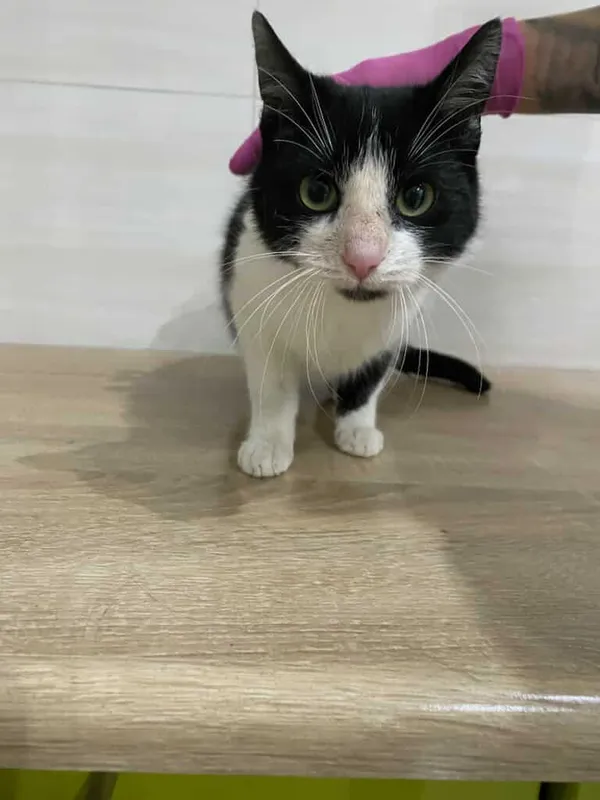 Znaleziono kota, Czartki, 29 grudnia 2025