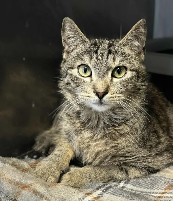 Kot do adopcji, Olsztyn, 10 grudnia 2025 (1/3)